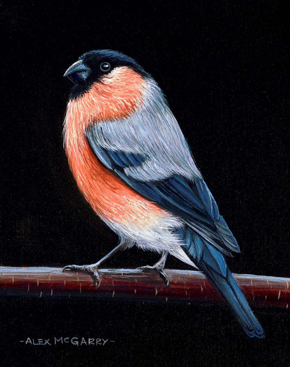 Bullfinch